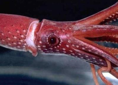 ماهی مرکبی که توانایی تغییر رنگ دارد