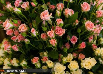 محبوبیت گل ایرانی در ویتنام