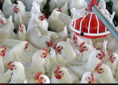 ظرفیت تولید مرغداری ها 40 درصد قابل افزایش است، فقدان حضور صنایع تبدیلی در ایران