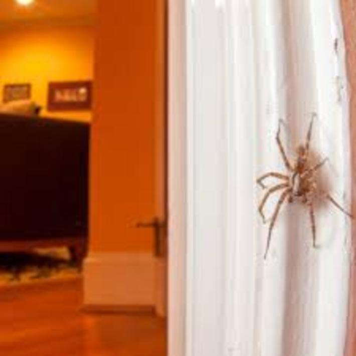 چطور از بستن تار عنکبوت خانه جلوگیری کنیم؟