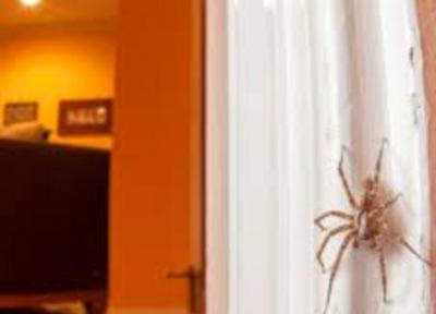 چطور از بستن تار عنکبوت خانه جلوگیری کنیم؟