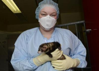 روسیه برای حیوانات واکسن کرونا ثبت کرد