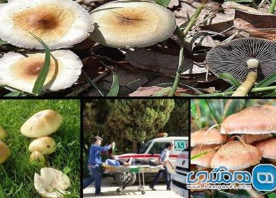چند لقمه از قارچ های سمی مساوی با از بین رفتن کبد یا مرگ است