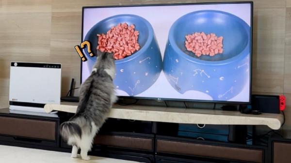 گربه ای که تلویزیون را با واقعیت اشتباه می گیرد