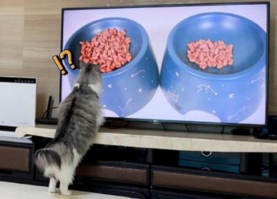 گربه ای که تلویزیون را با واقعیت اشتباه می گیرد