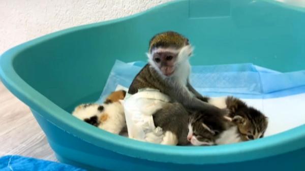 رابطه خواهر برادری بچه میمون با بچه گربه ها