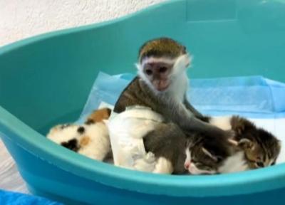 رابطه خواهر برادری بچه میمون با بچه گربه ها
