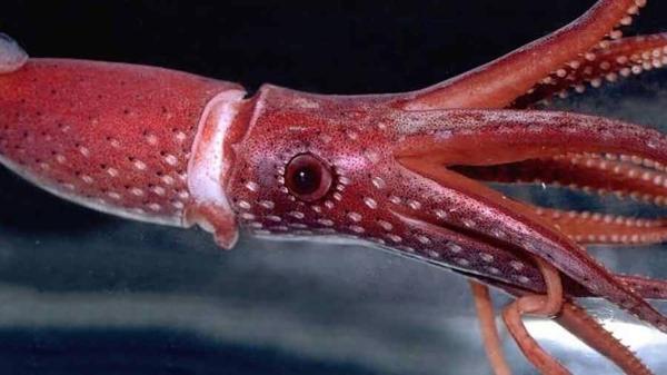 ماهی مرکبی که توانایی تغییر رنگ دارد