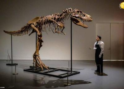 حراج فسیل دایناسور 76 میلیون ساله