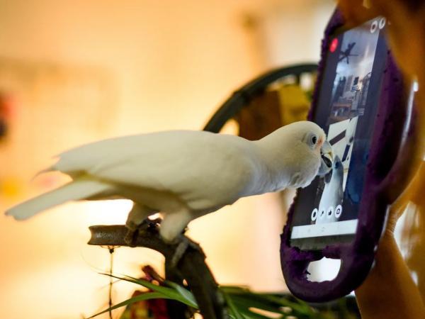تماس تصویری به وسیله طوطی ها! فرار از تنهایی و برقراری ارتباط اجتماعی