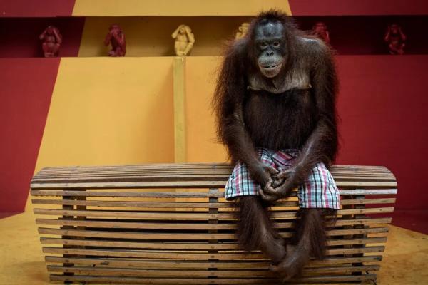 انتظار صبورانه اورانگوتان و دیگر برندگان عکاسی محیط زیست ، عکس