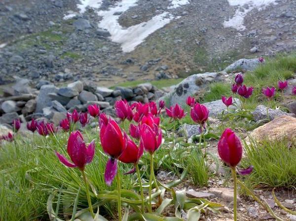 دشت میشان همدان؛ دشتی خفته در زیر پای الوند