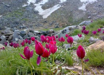 دشت میشان همدان؛ دشتی خفته در زیر پای الوند