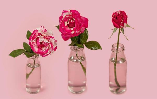 10 ترفند طلایی برای نگهداری از شاخه گل بریده 10 ترفند طلایی برای نگهداری از شاخه گل بریده